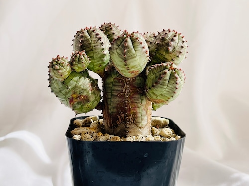 Euphorbia Obesablow ユーフォルビア・オベサブロウ  多肉植物