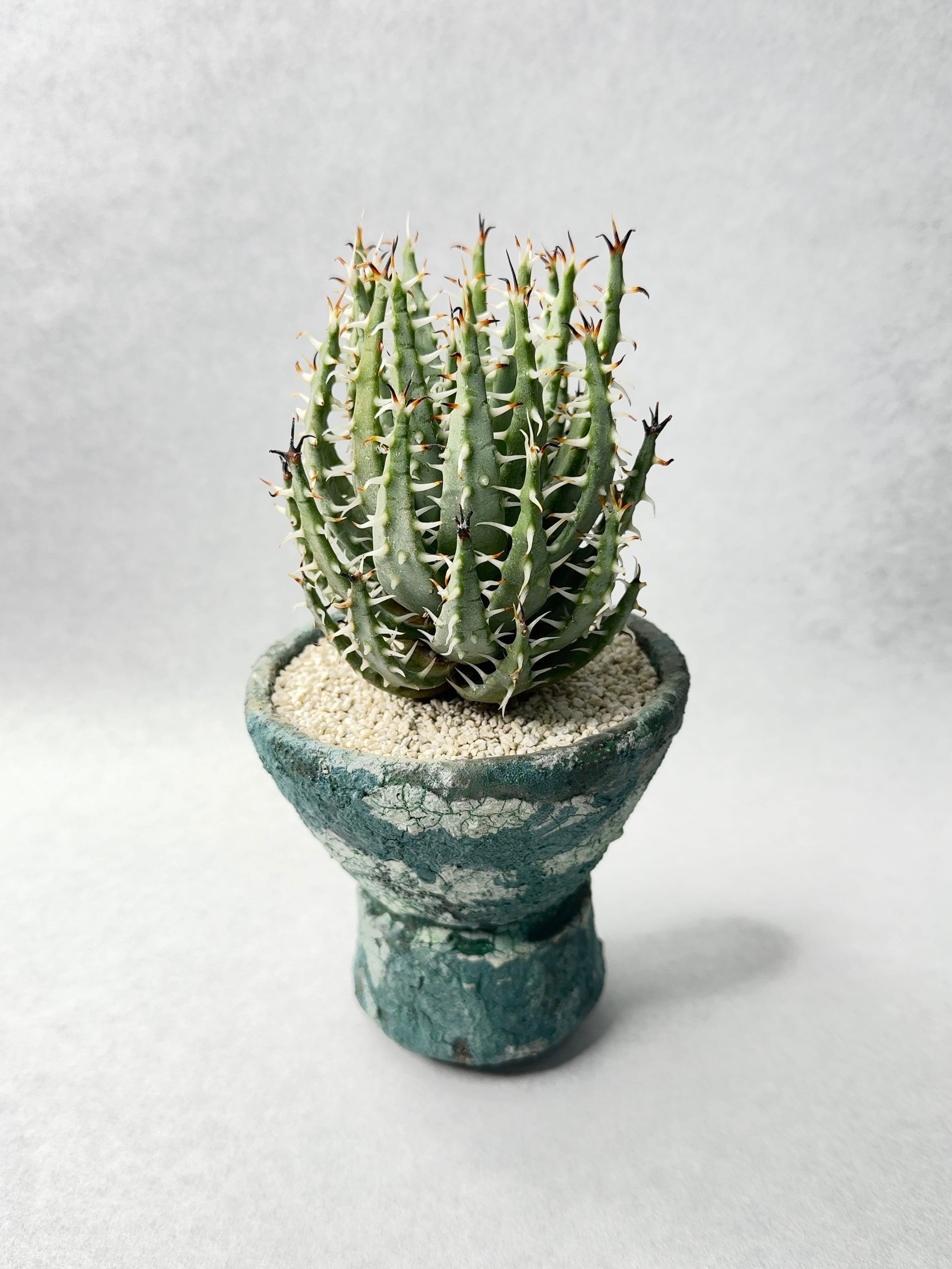 アロエ　メラナカンサ　エリナケア アロエ・エリナケア | trigger