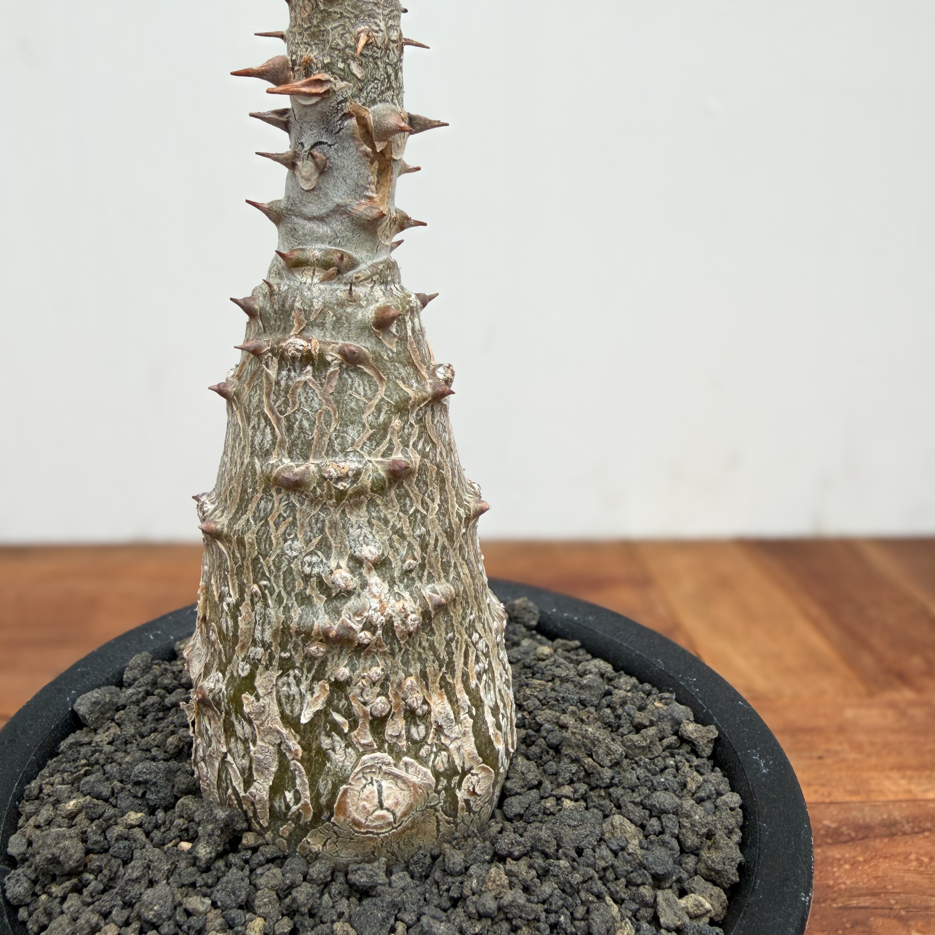 Pachypodium windsorii【パキポディウム・ウィンゾリー】 | RIMO'S