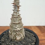 Pachypodium windsorii【パキポディウム・ウィンゾリー】