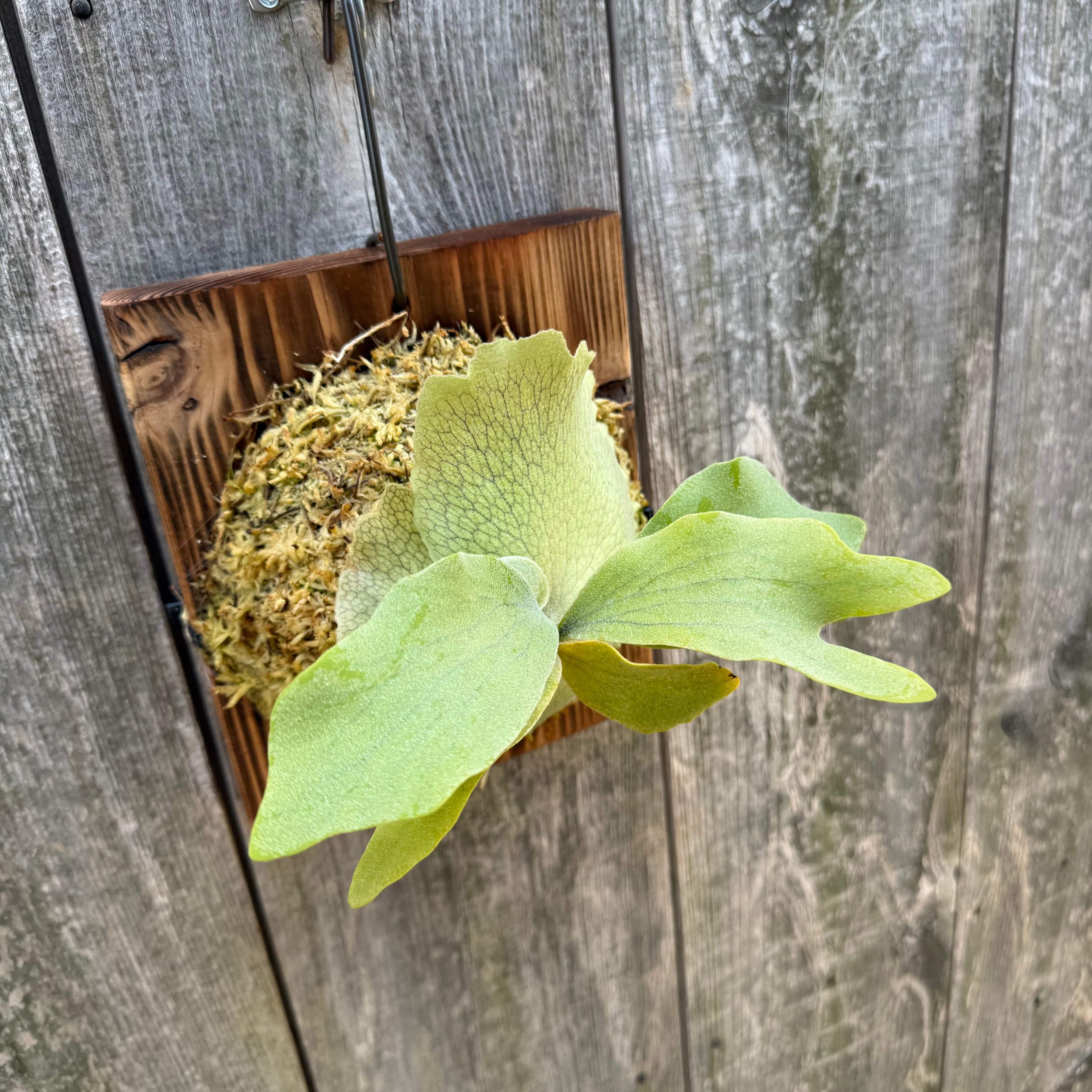 P.willinckii “O.M.G“,P.Elsa 12th oasis sporeling | naturefix