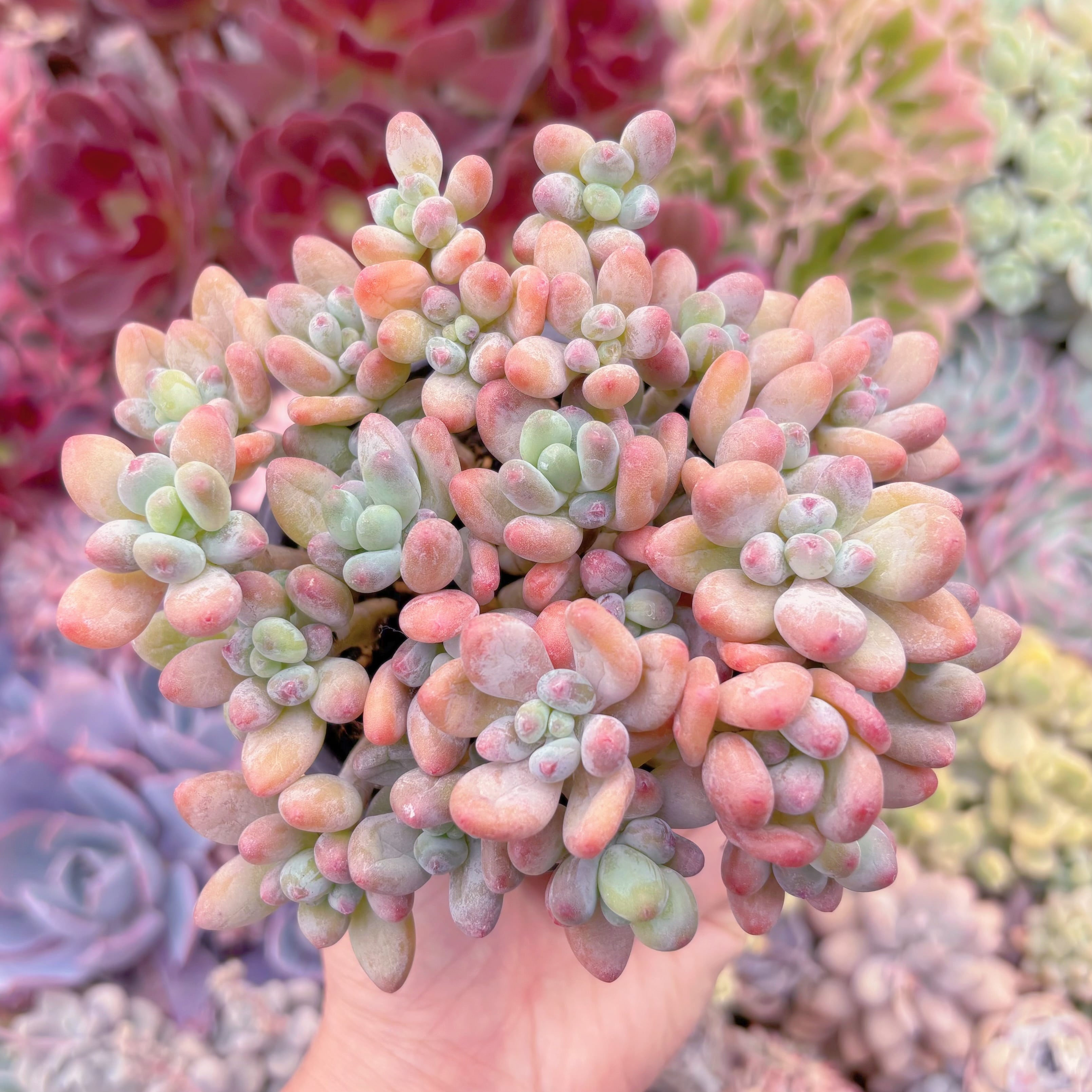 現品　アップルチーズ美人#015　新入荷　るる農園