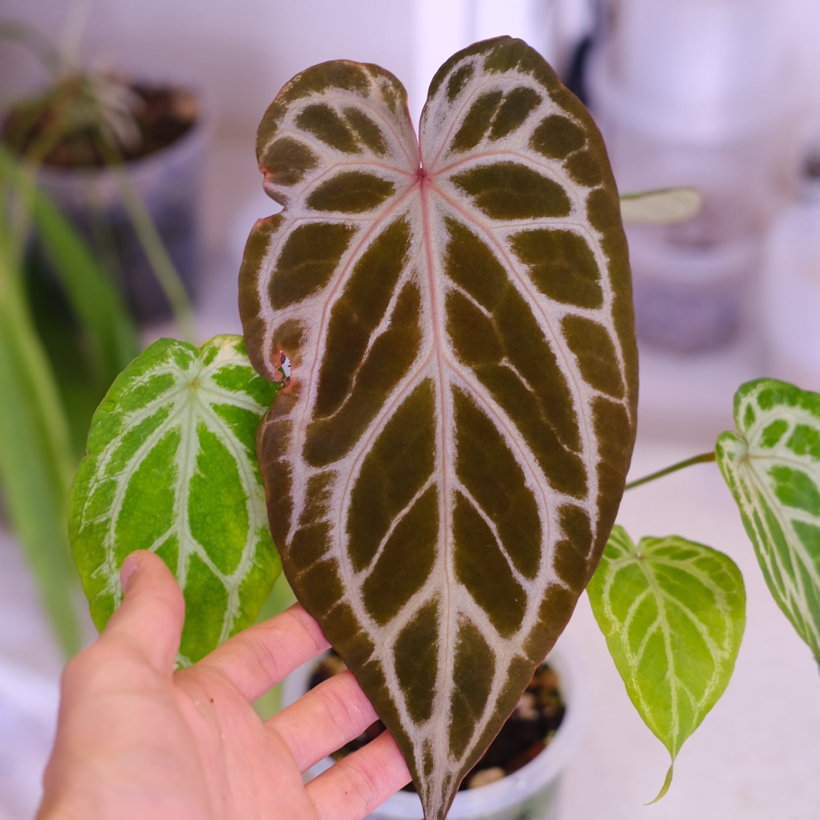 選抜】Red Crystallinum × Silver Blush│アンスリウム・レッド