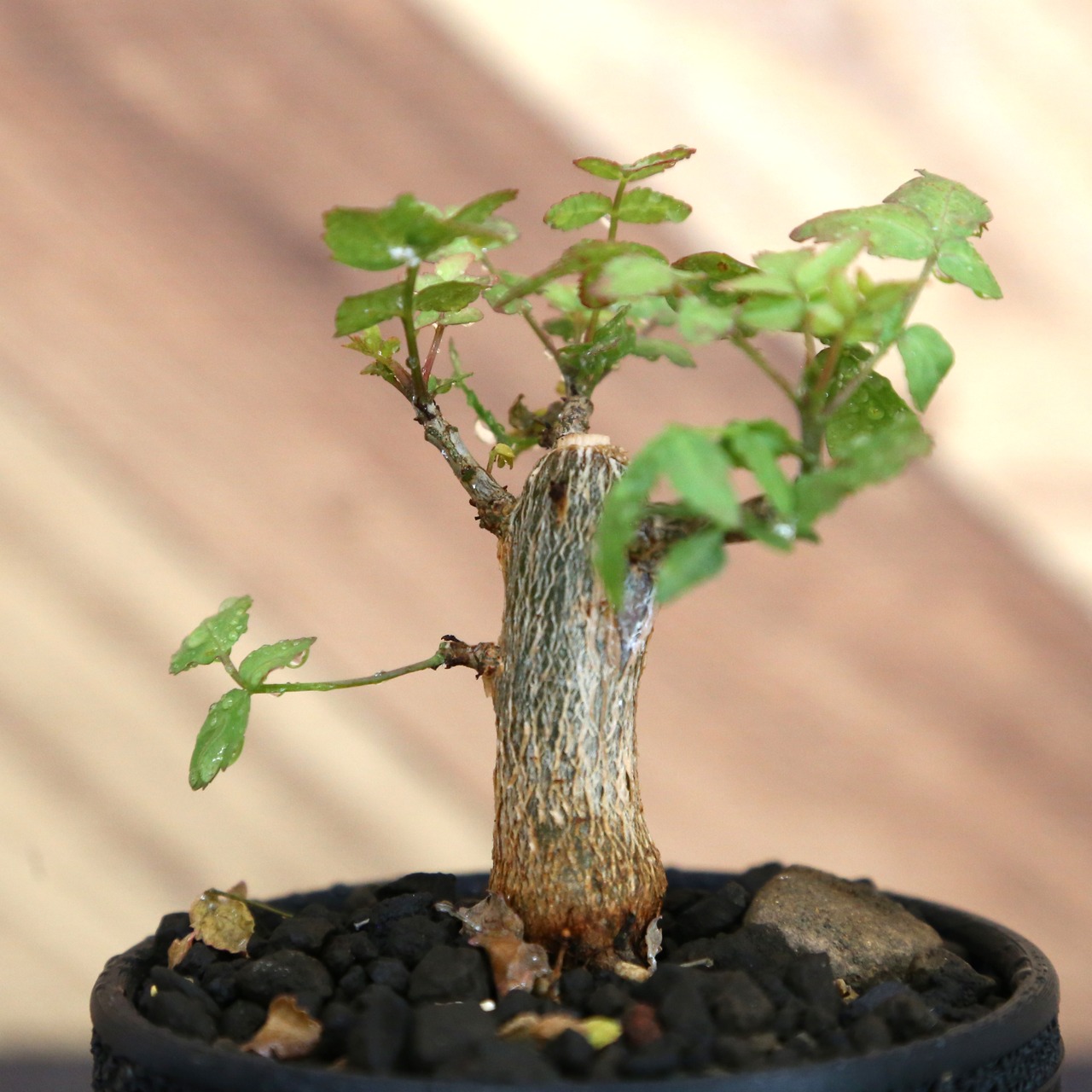 Bursera fagaroides (ブルセラ ファガロイデス) / 小株(3号鉢)/Lot.003