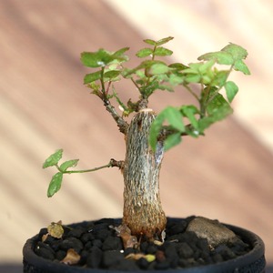 Bursera fagaroides (ブルセラ ファガロイデス) / 小株(3号鉢)/Lot.003