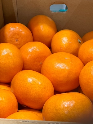 【家庭用】熟生 せとか  L〜2Lサイズ　5kg