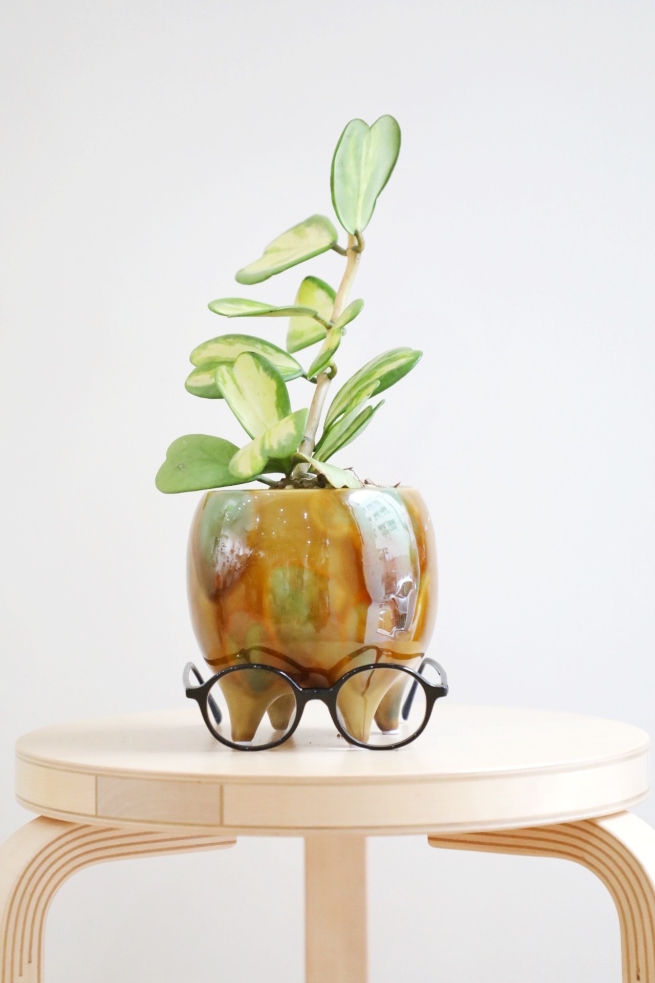 【M】ホヤ ケリー バリエガータ/Hoya