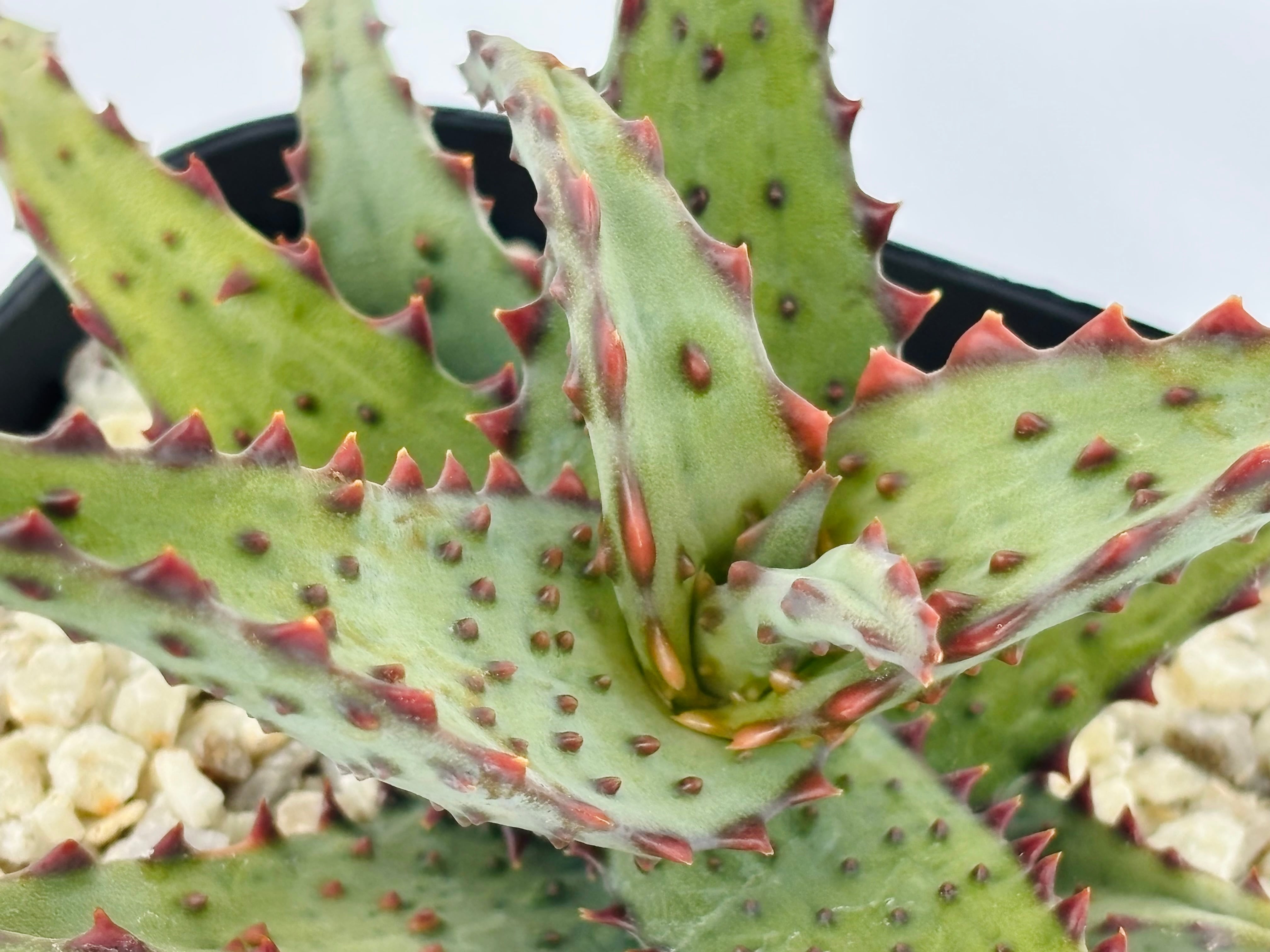 Aloe castilloniae アロエ カスティロニアエ 多肉植物 | plants MARU