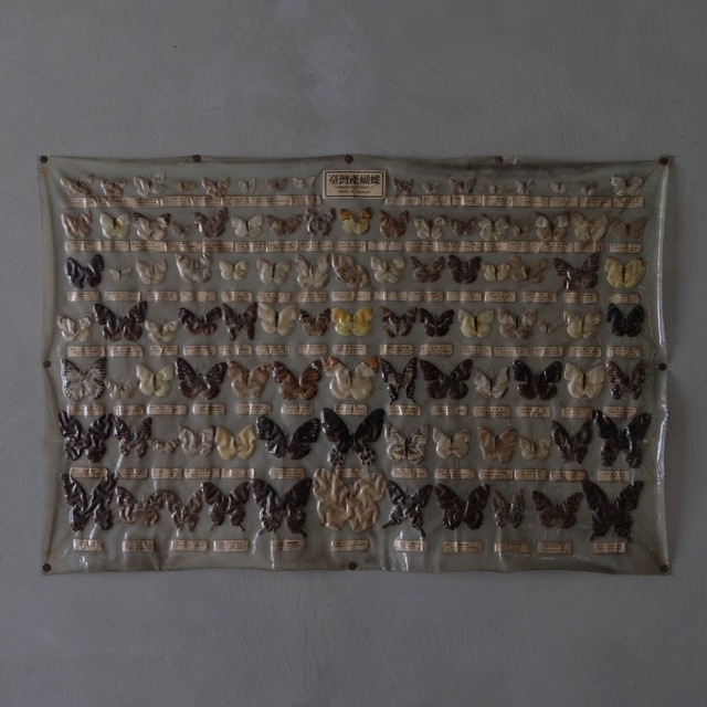 Butterfly specimens