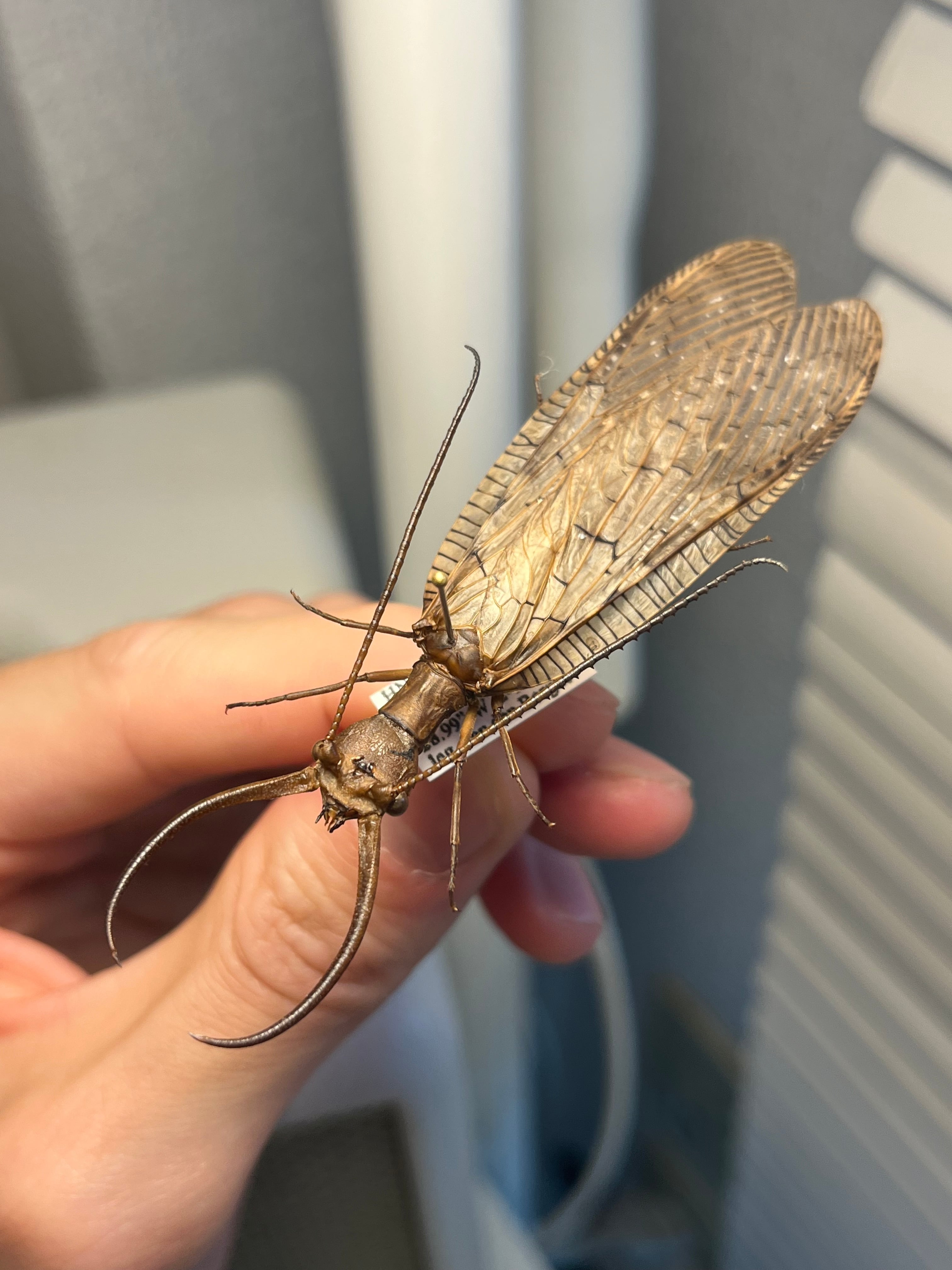 幻の蠍】レッドクロースコーピオン 全長4cm程 サソリムカデ