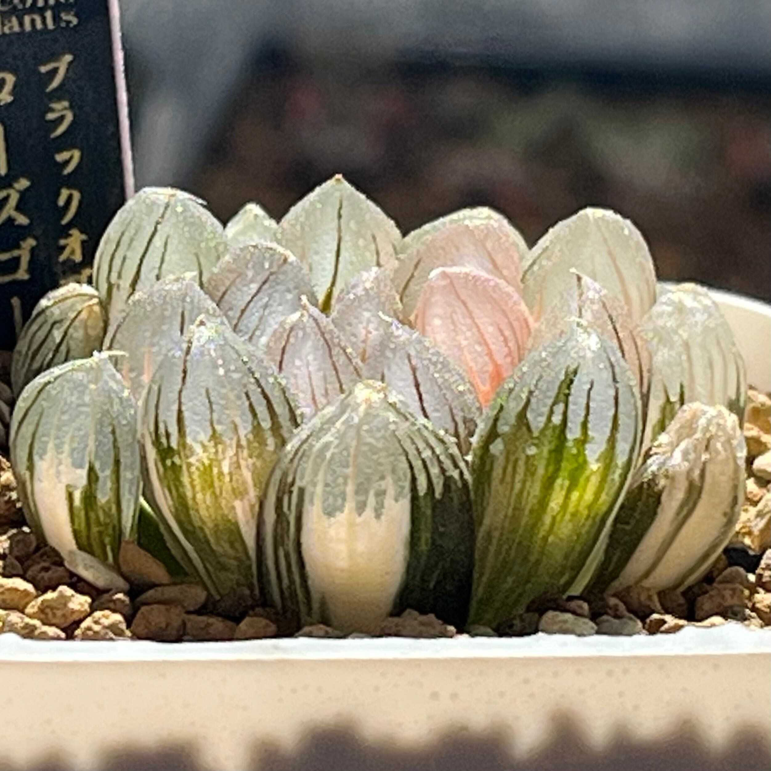 ハオルチア 黒玉露錦 ローズゴールド | mocono_plants