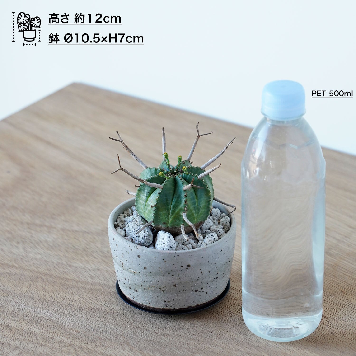 ユーフォルビア スーパーバリダ | AYANAS（アヤナス）｜観葉植物の