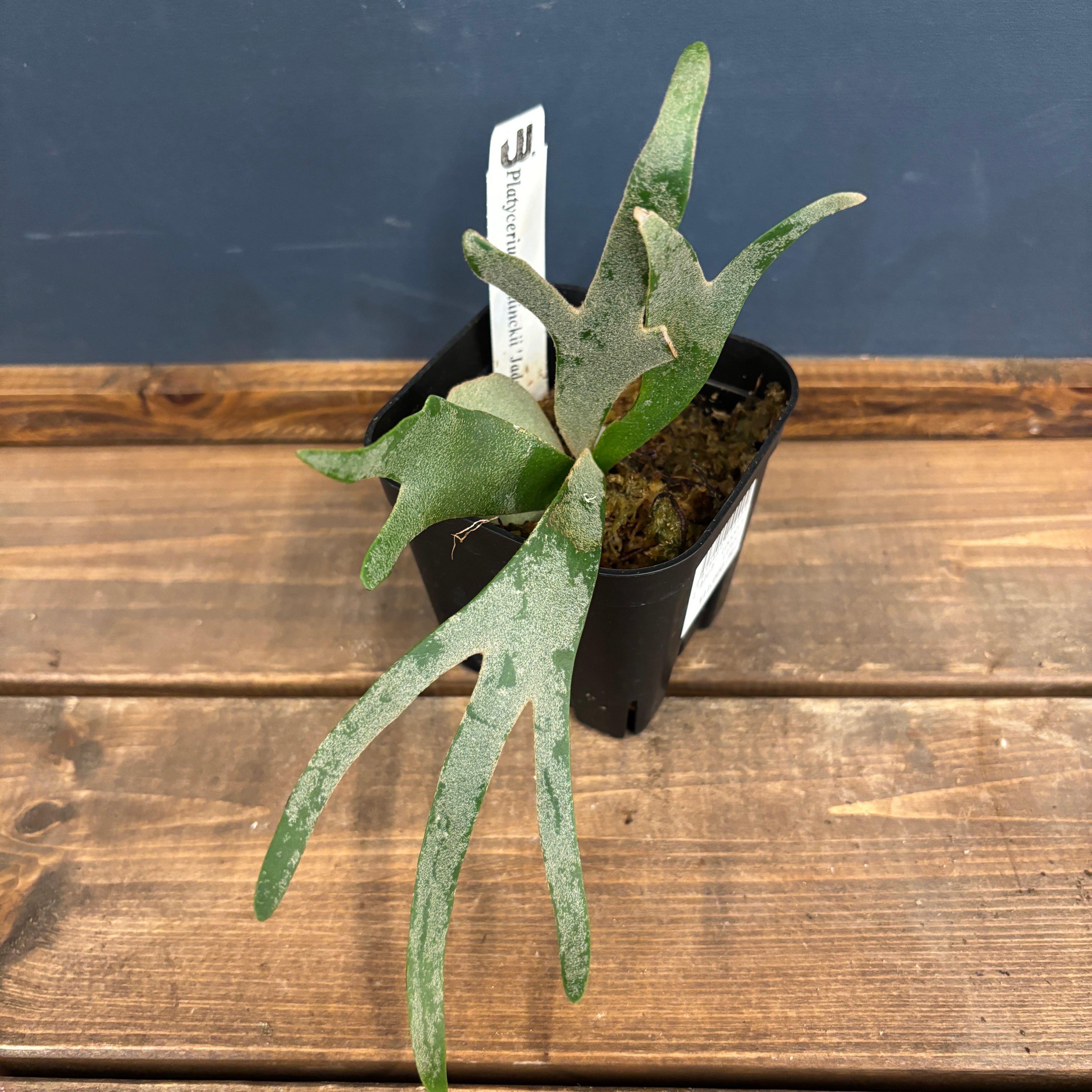 P.willinckii 'Jade girl' dwarf spore0419 P.willinckii 'Jade Girl