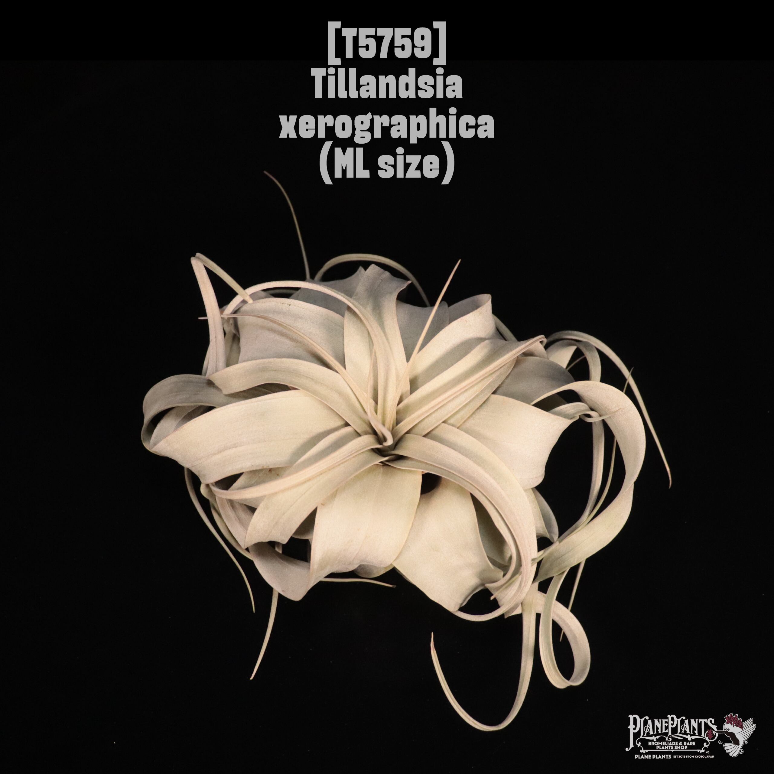 Tillandsia xerographica ML〔ティランジア〕T5759