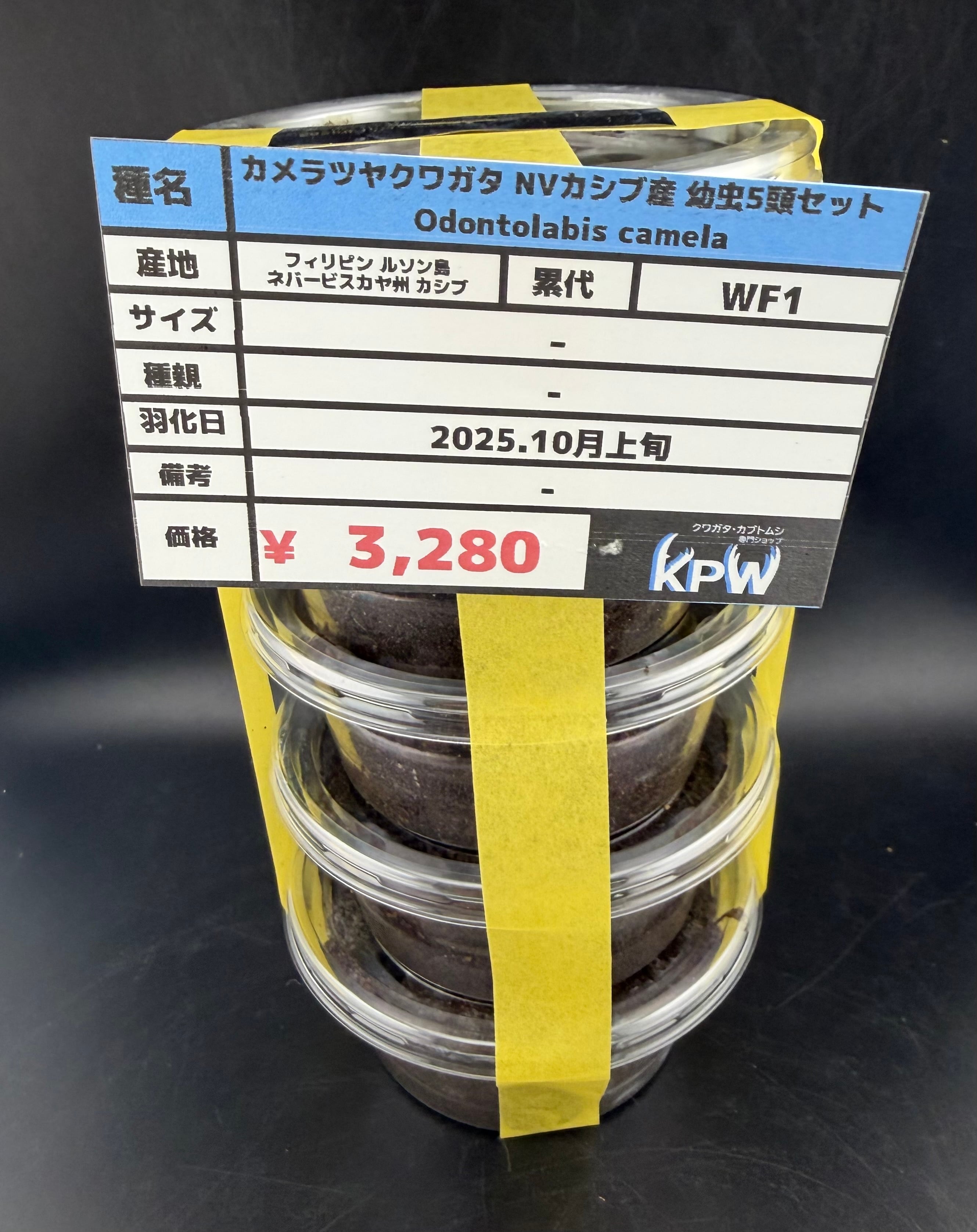 新着生体はこちら | KPW公式オンラインショップ