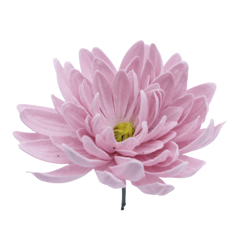 ダリアD-PR1 ライラック ベビーピンク (15輪入りor25輪入り)