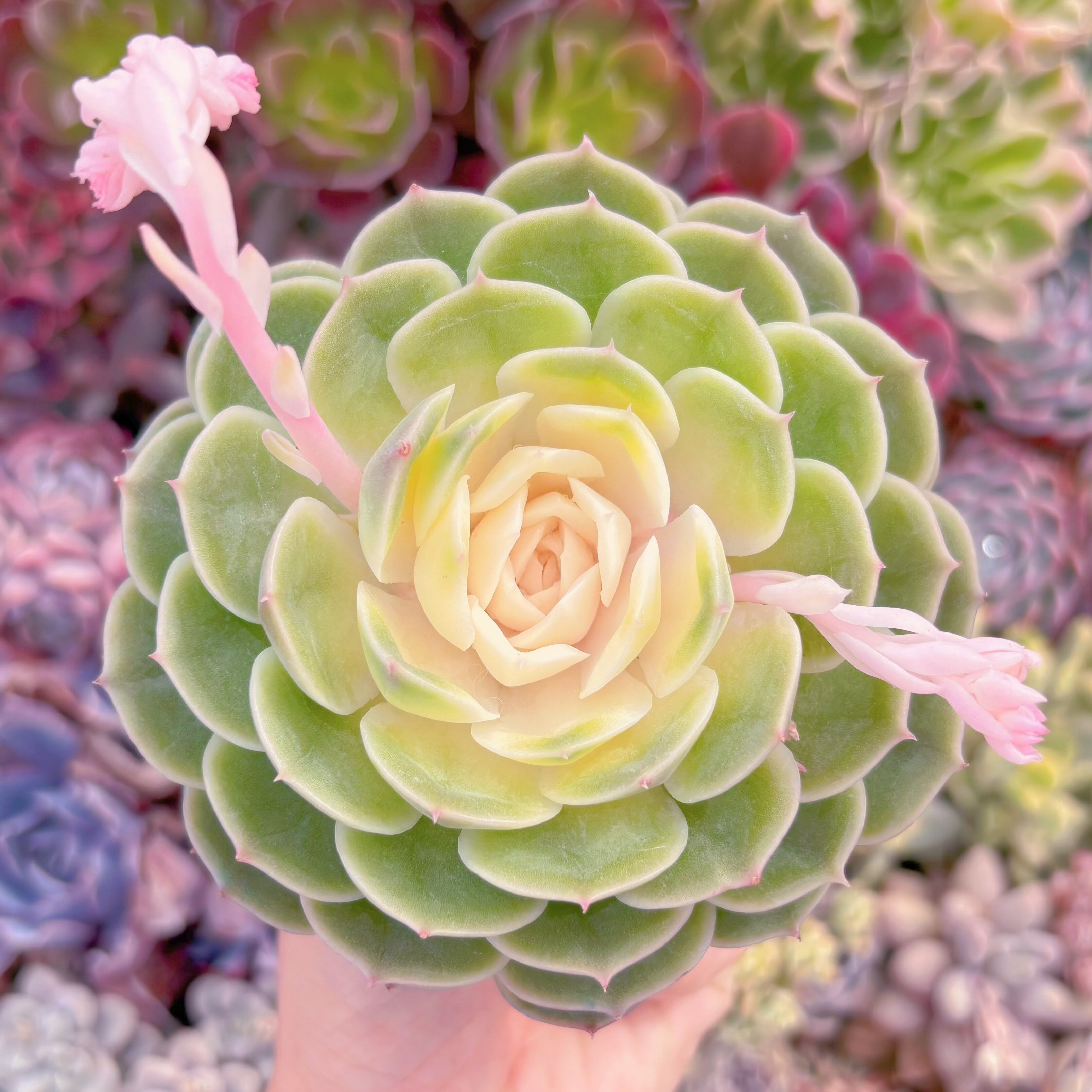 現品　オンスロー錦#2022　るる農園