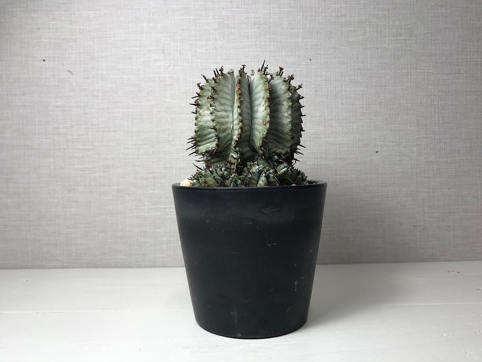 ユーフォルビア 白衣ホリダ