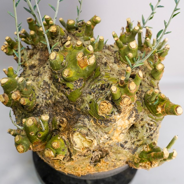 F72 アデニア ペチュエリー Adenia pechuelii ナミビア産 発根済み 現地球