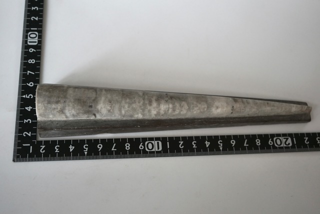 湖北省産頭足類化石 Sinoceras chinense 1662