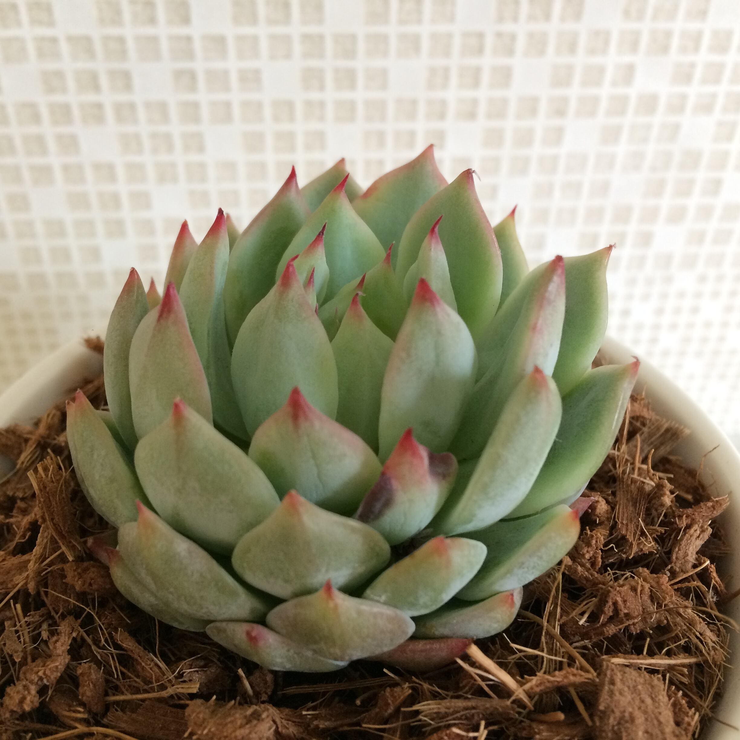 季心庵(kishinan) 多肉植物 エケベリア ティッピー Echeveria Tippy ...