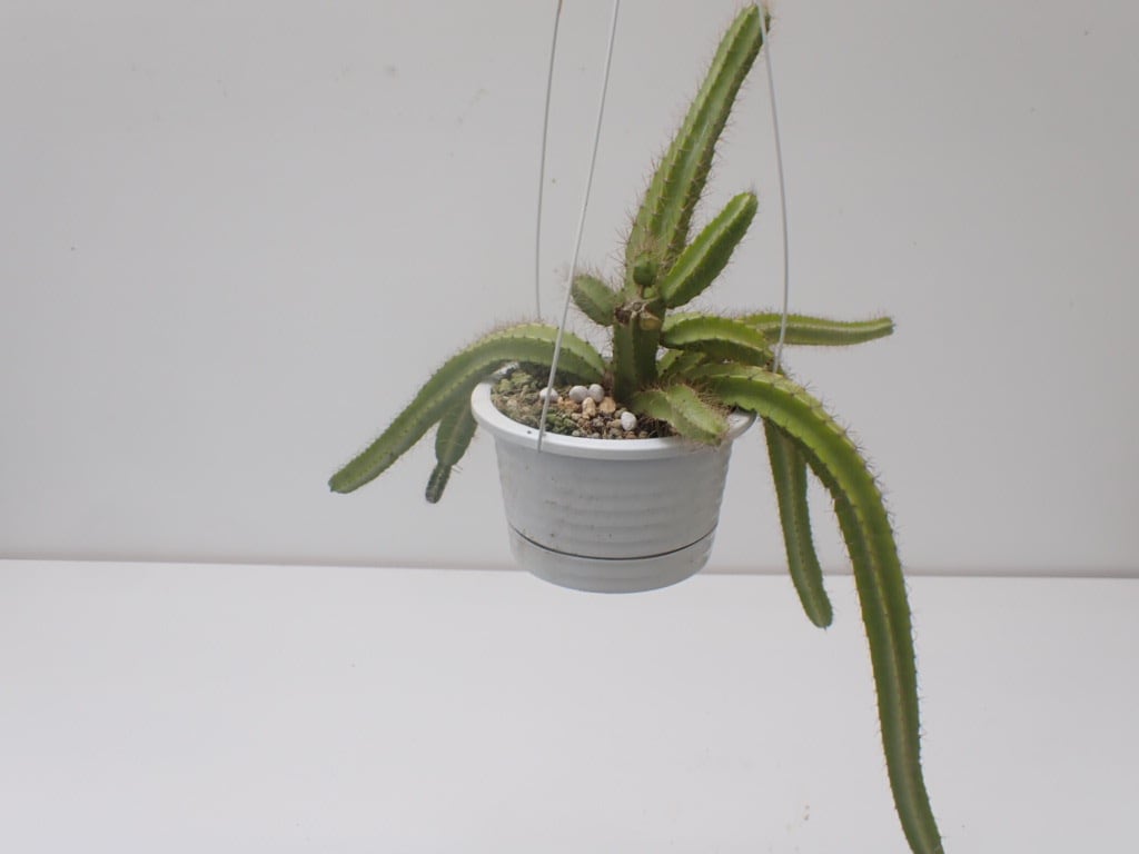 セレニケレウス属、ドラゴンフルーツ | UMBER KELP