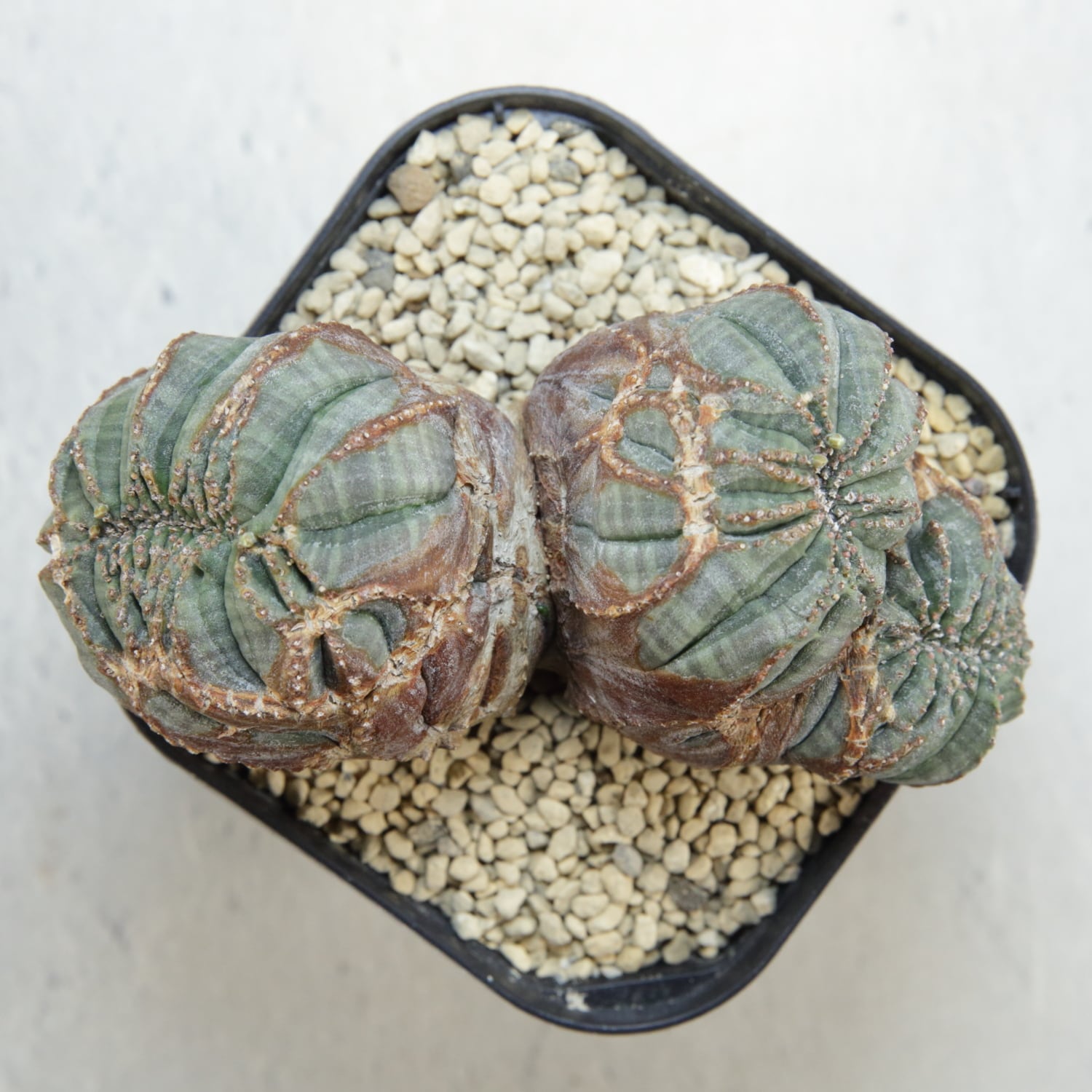 オス株【超厳選株】大株 最大幅約11cm トリプルヘッド 綴化 オベサ