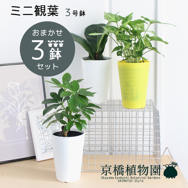 おまかせ ミニ観葉植物3号鉢・3点セット【受け皿付き】 | 京橋植物園