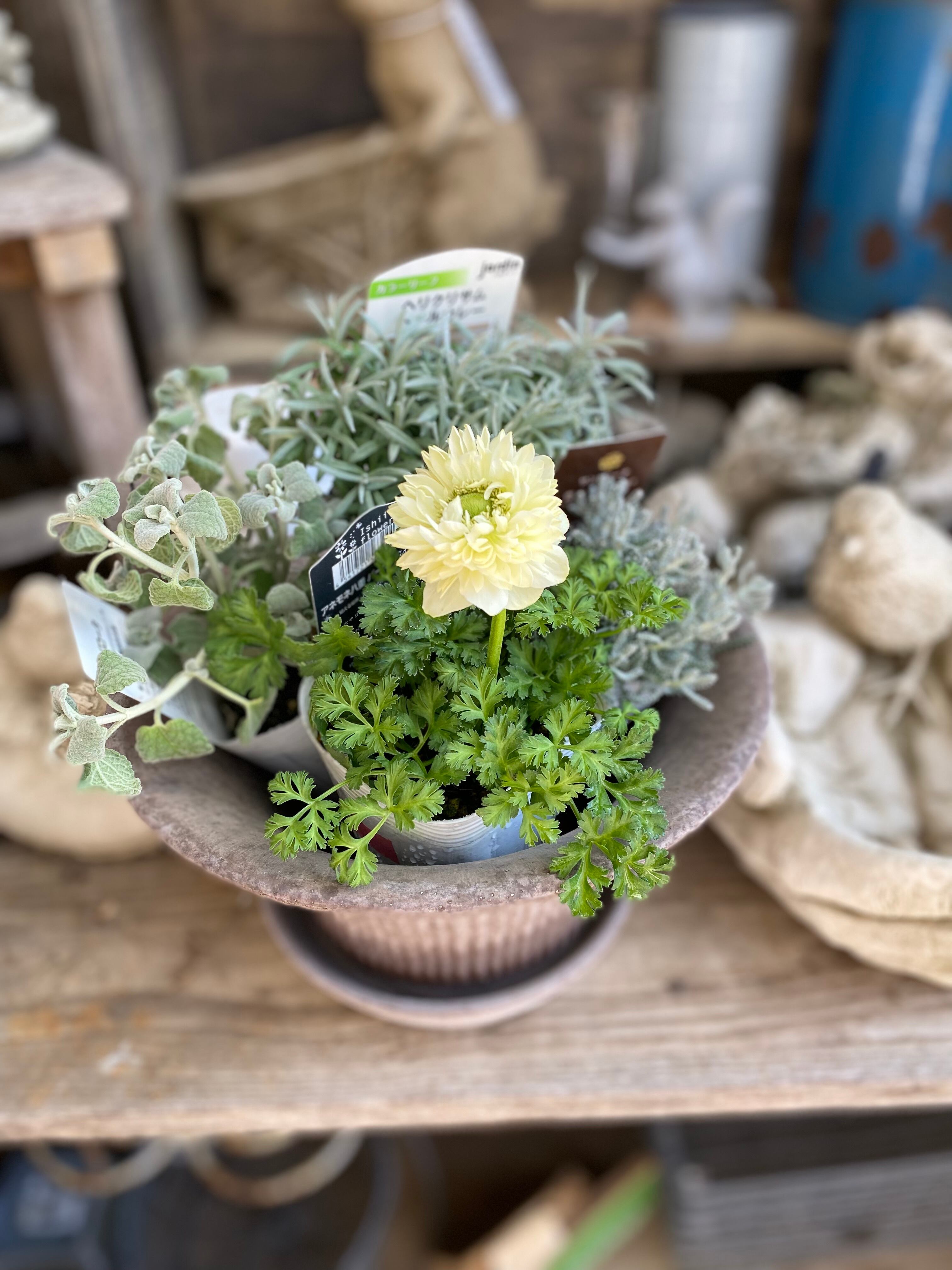 クレマチス 咲良の妖精 2025年新品種 | harumien okutega