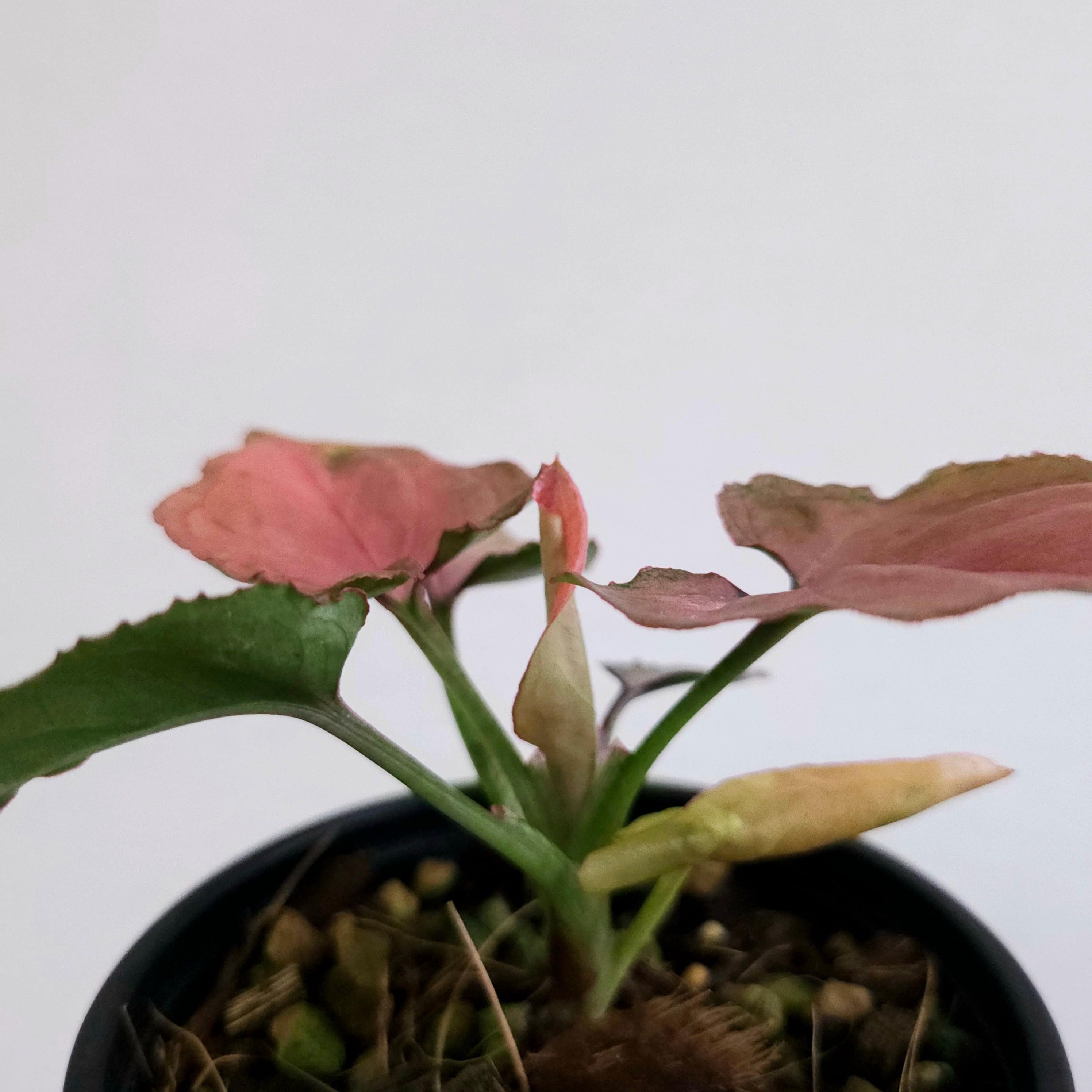 ①《シンゴニウム・ピンクパーフェクション》 Syngonium Pink