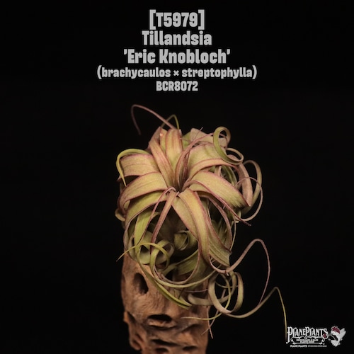 Tillandsia 'Eric Knobloch'〔ティランジア〕T5979
