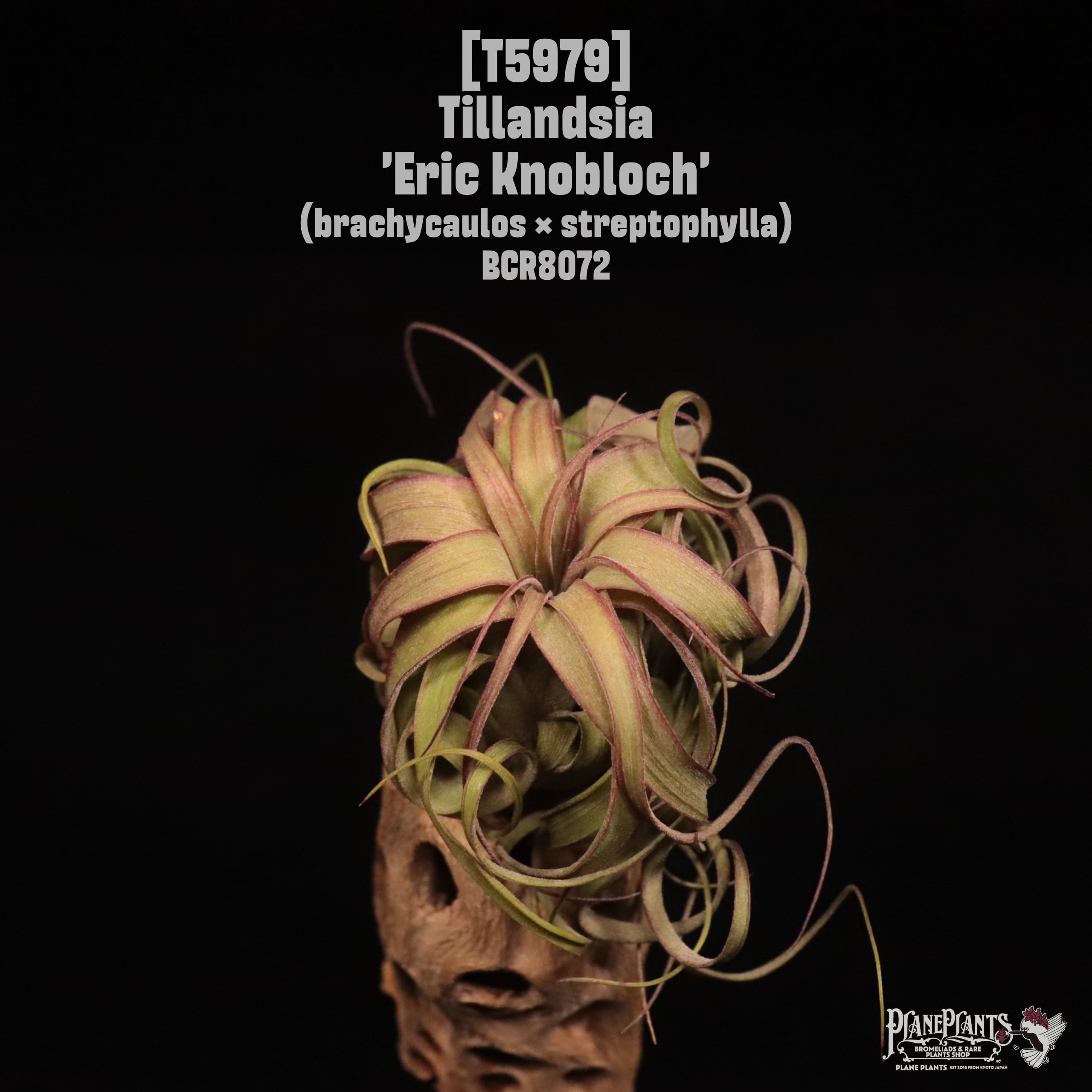 Tillandsia 'Eric Knobloch'〔ティランジア〕T5979