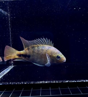 ヴィエジャ・シンスピルム