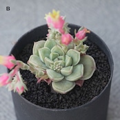 発根済カット苗 ドクターストレンジ Echeveria 'Doctor Strange'