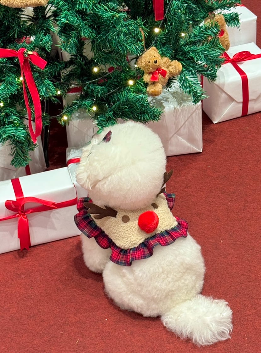 在庫確保済【momentive】Momentiv Rudolph Cape