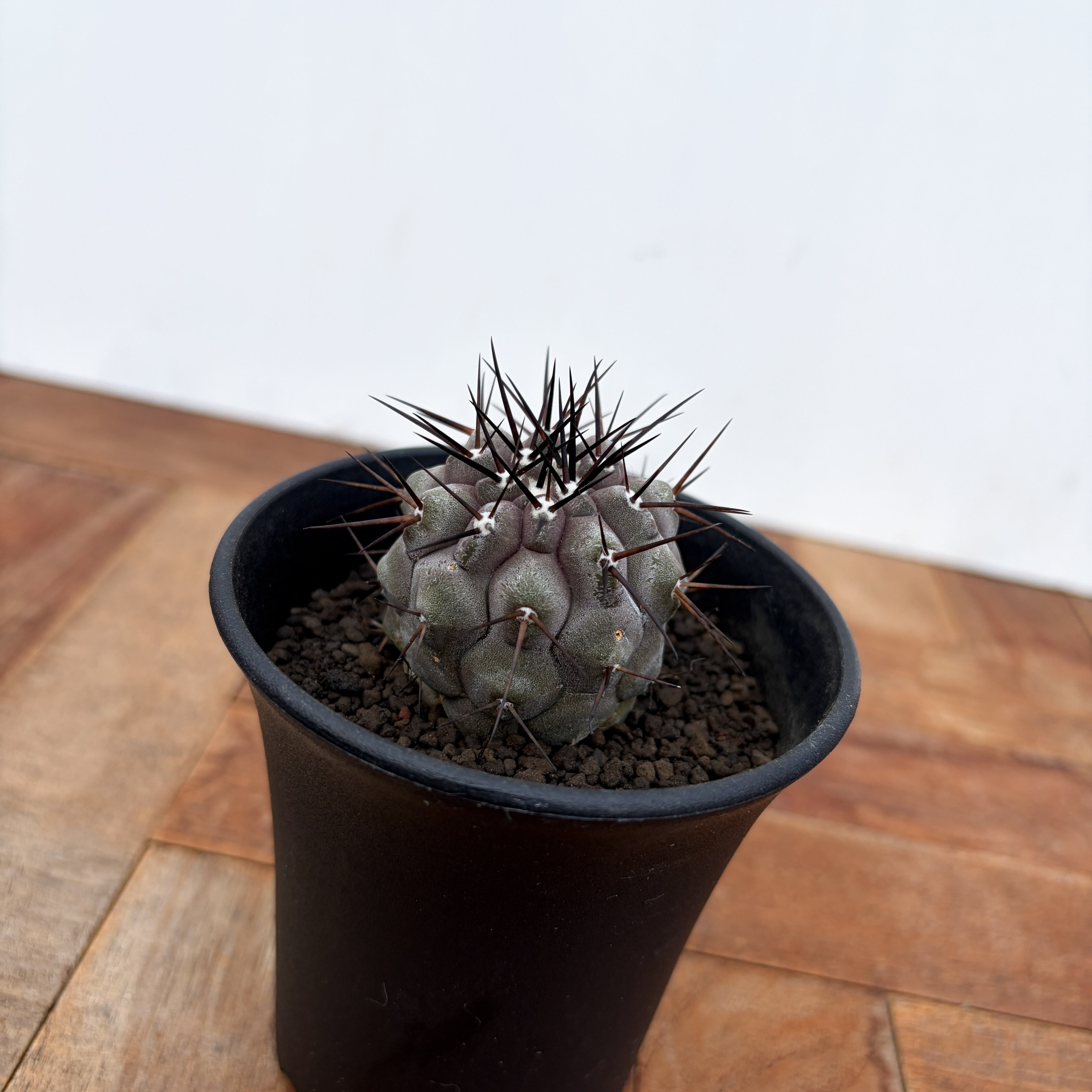 copiapoa 黒王丸　実生 copiapoa 黒王丸 実生 実生記録]コピアポア・黒王丸-PlantsLog.GIF