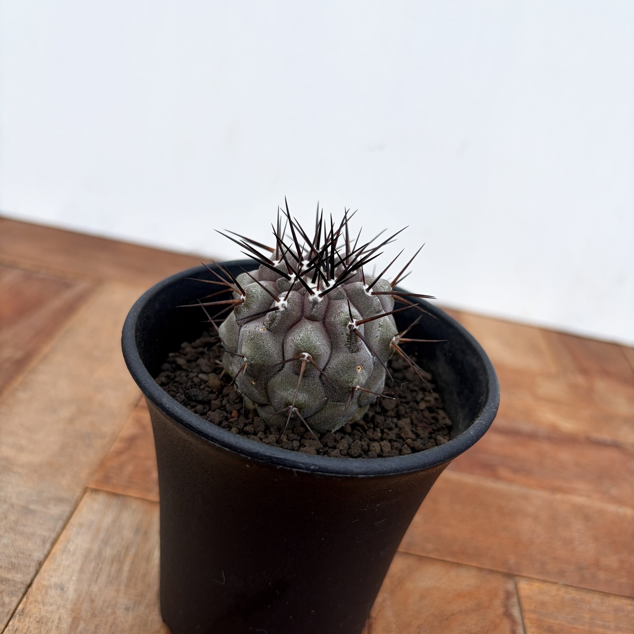 Copiapoa cinerea【コピアポア・黒王丸・実生】