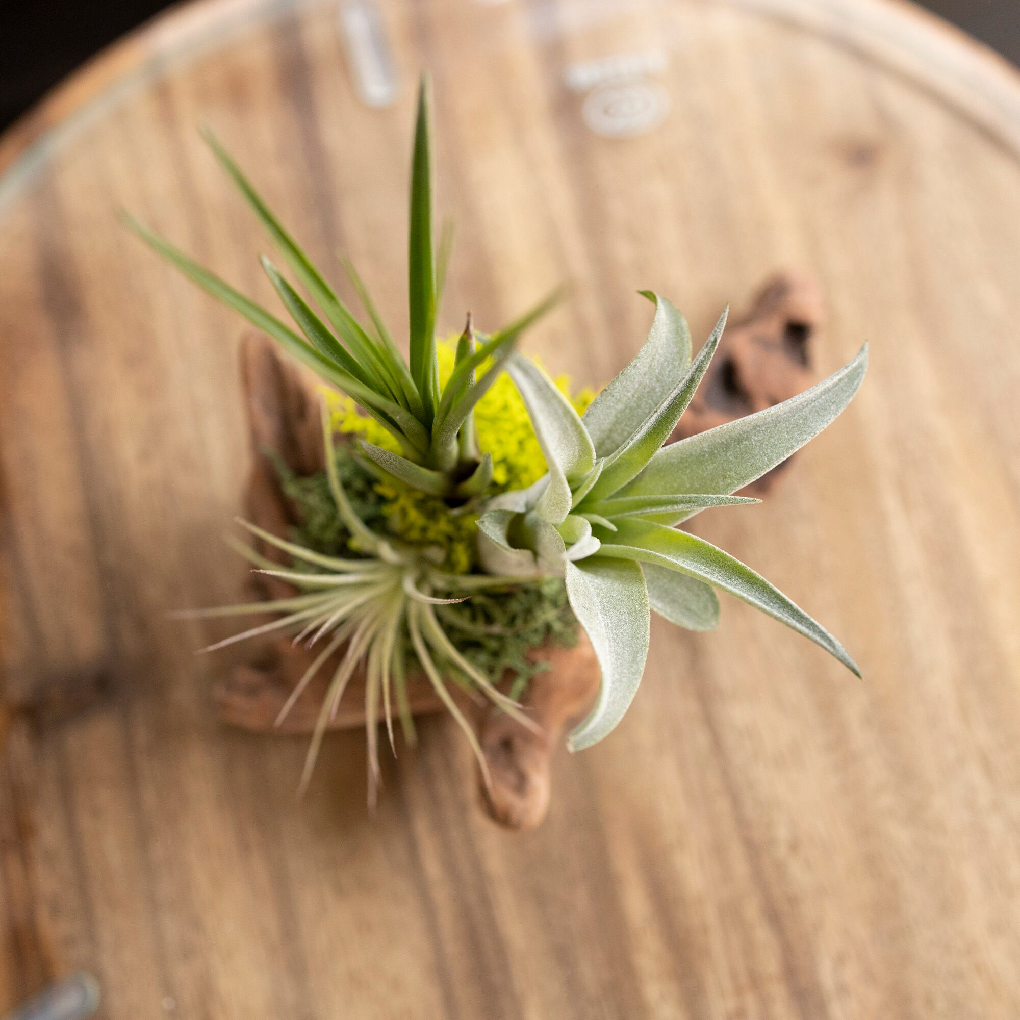 着生植物3種セット ハンギング 着生チランジア | ゼネラルストア オルネ