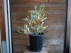 【現物】バンクシア　”バウエリ”　B