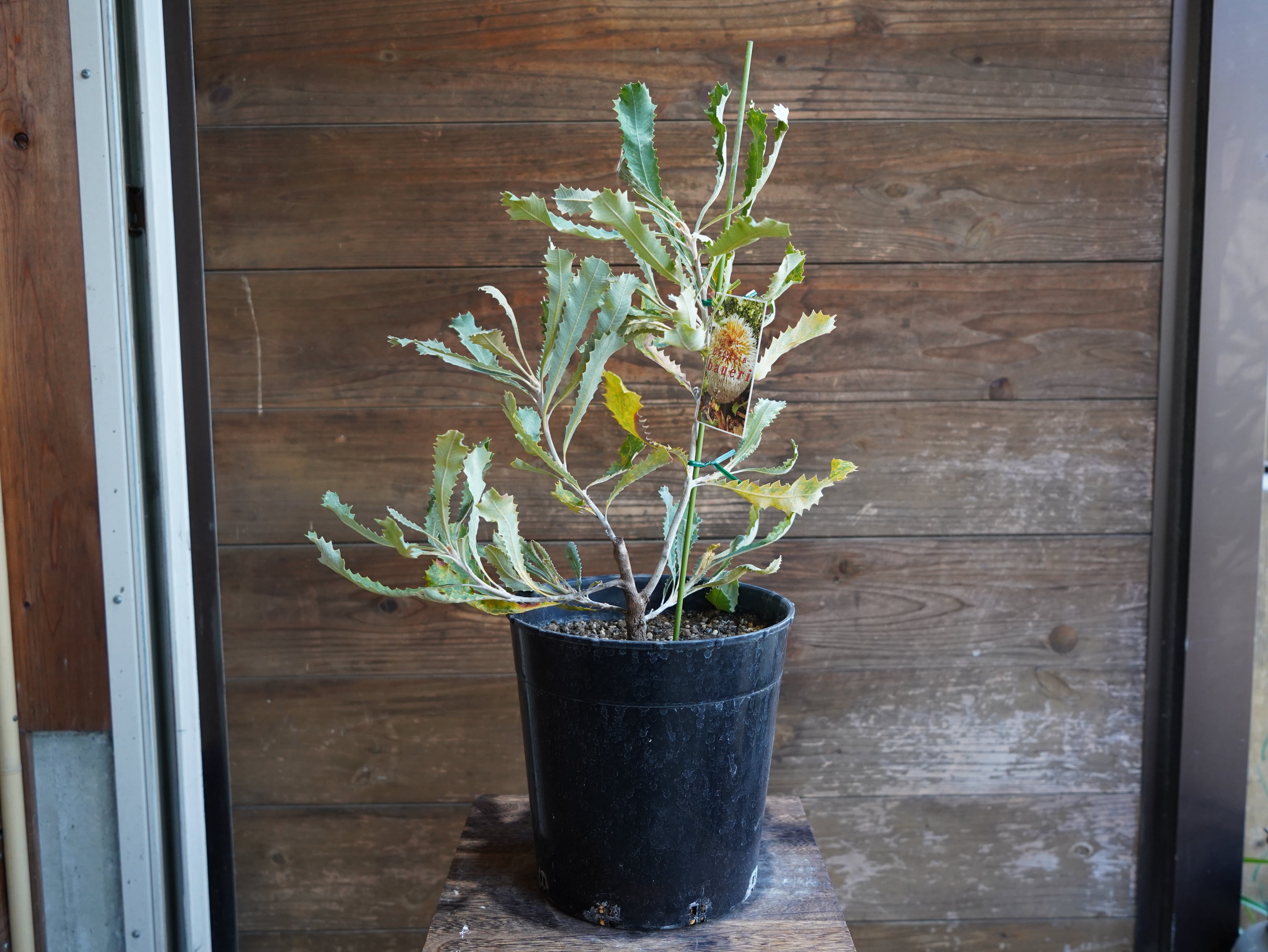 【現物】バンクシア　”バウエリ”　B