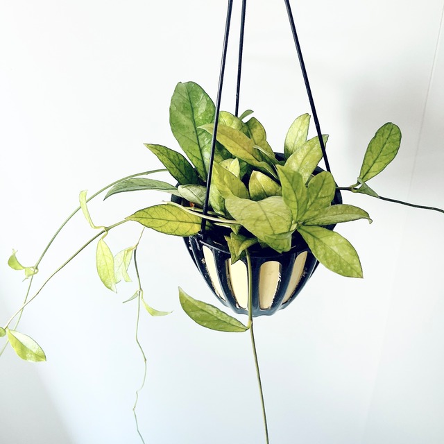 《希少》ホヤ クラッシィペティオラータスプラッシュ 観葉植物 calm cafe