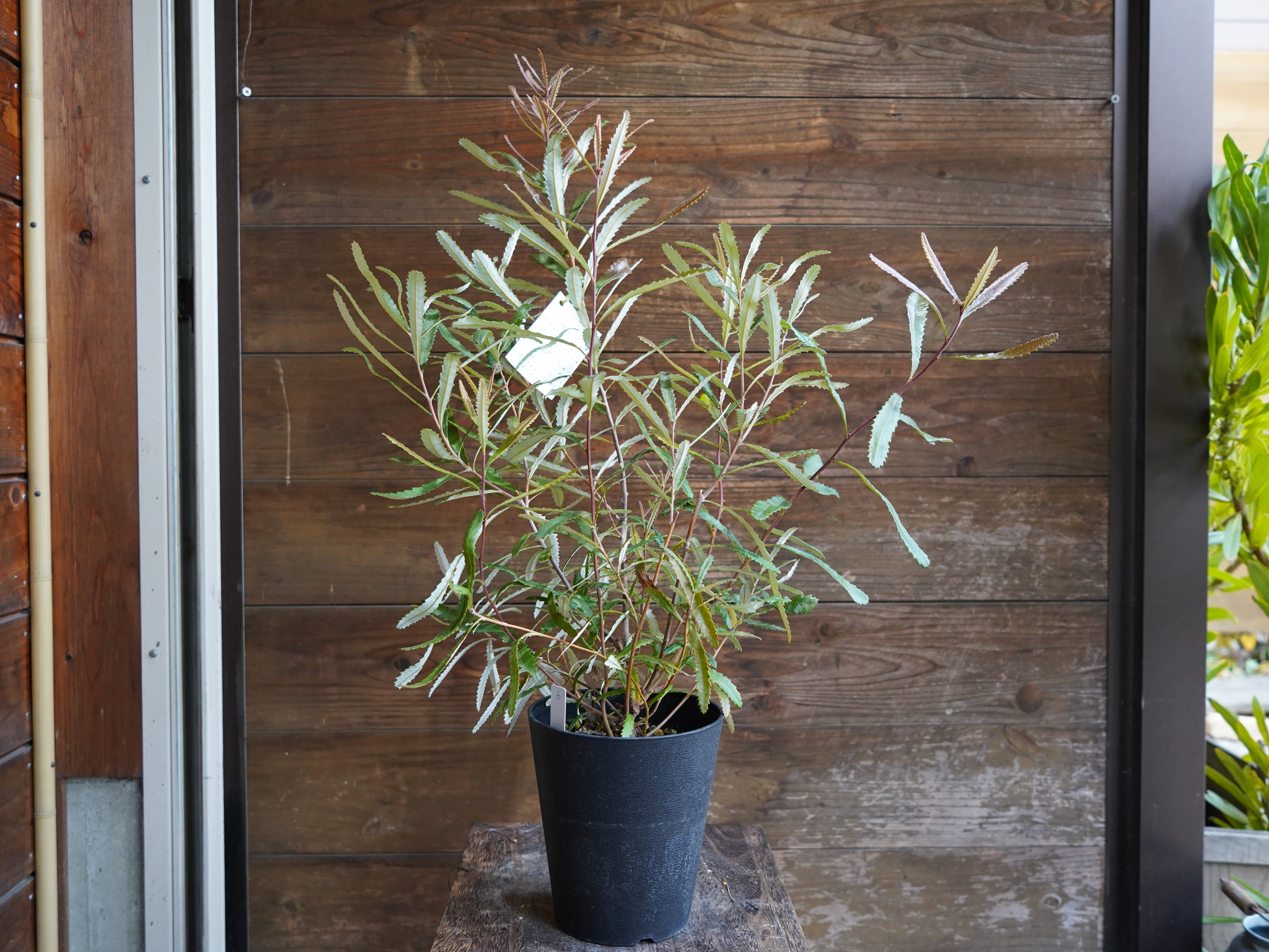 【現物】バンクシア　”オブロンギフォリア”　A