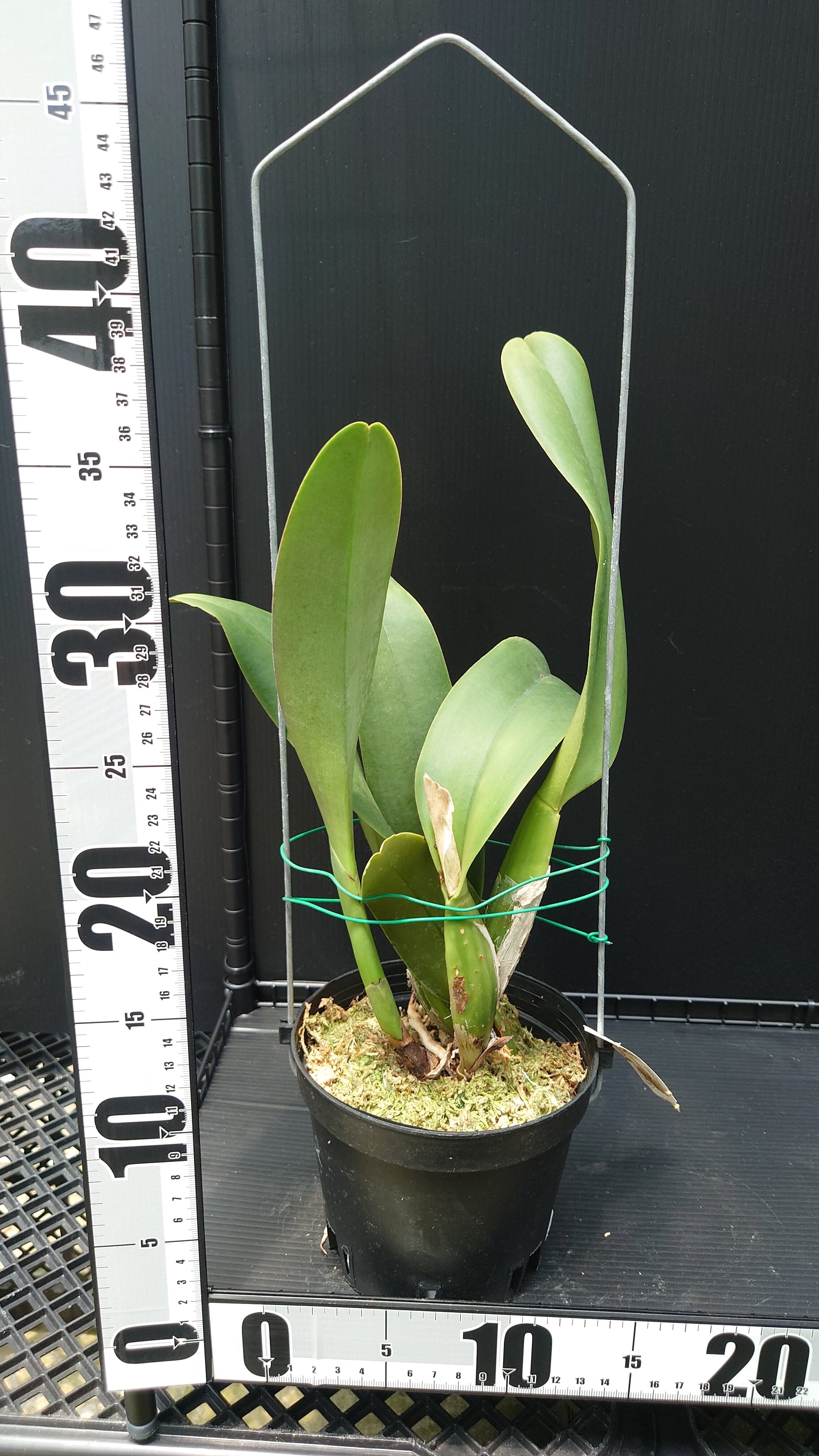 Rlc. Chief Empress | 新垣洋らん園