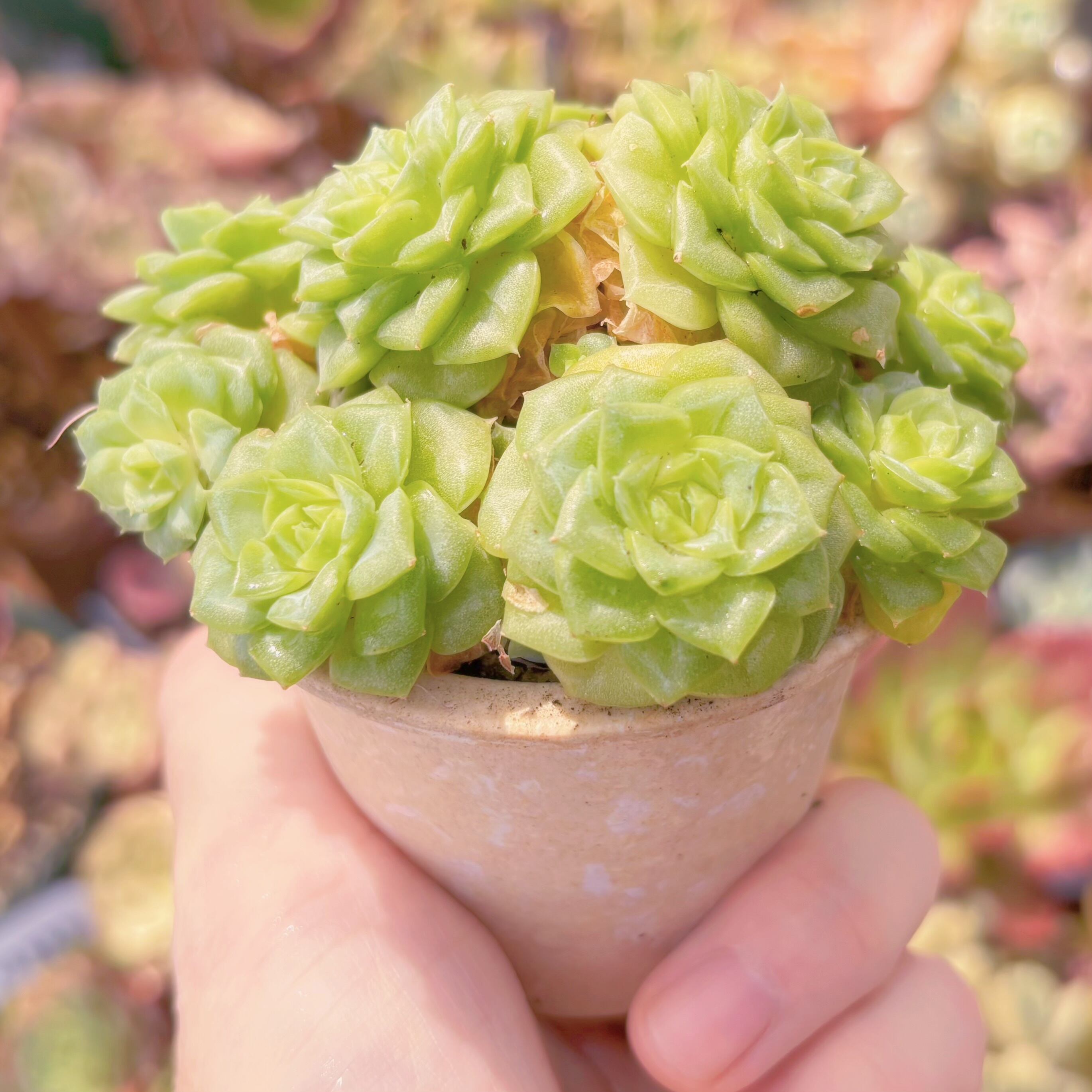 多肉植物 ホワイトスワン 群生 新入荷 るる農園 | るる農園~多肉植物専門
