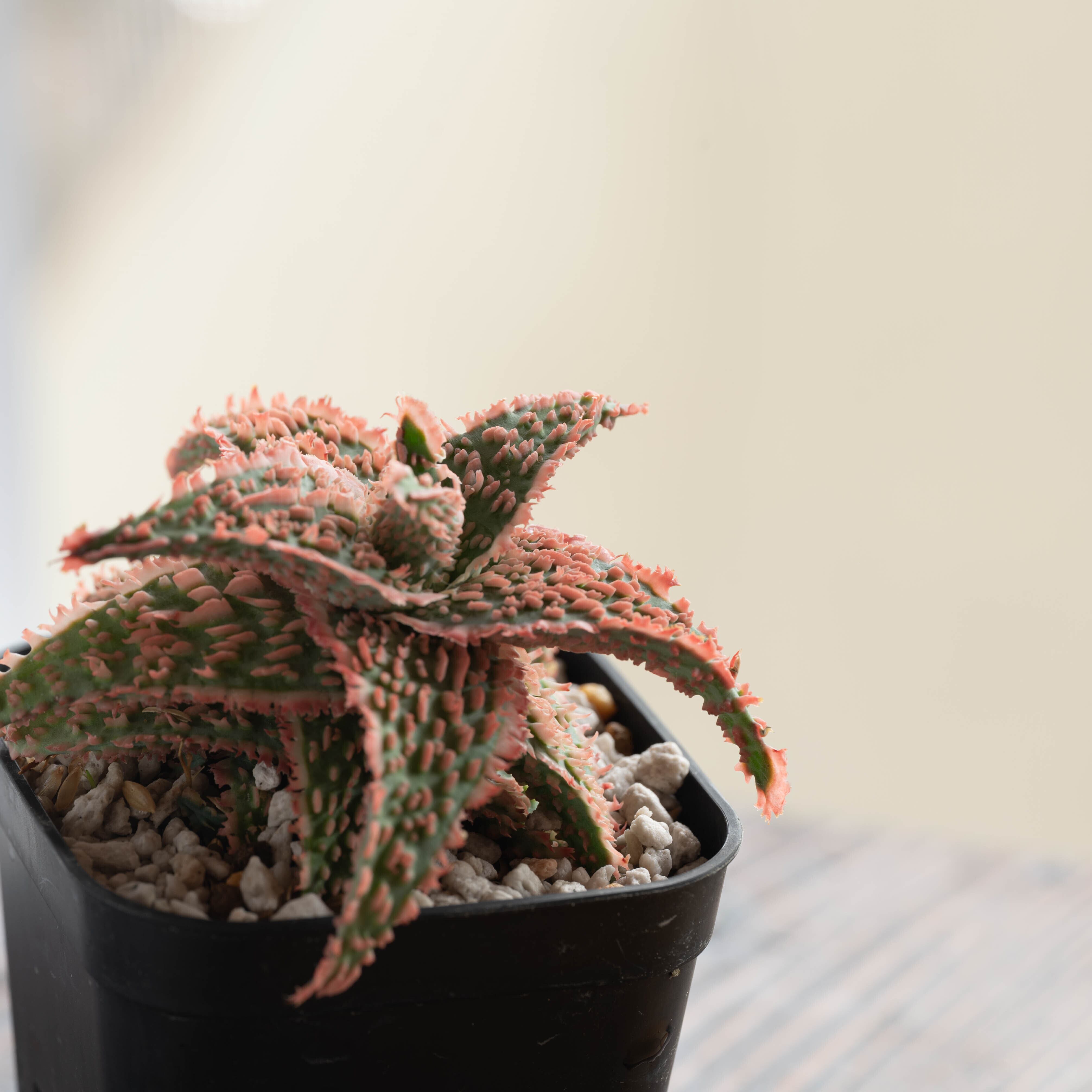 アロエ ハイブリッド -Aloe hybrid- No.13 | Agave Rocon
