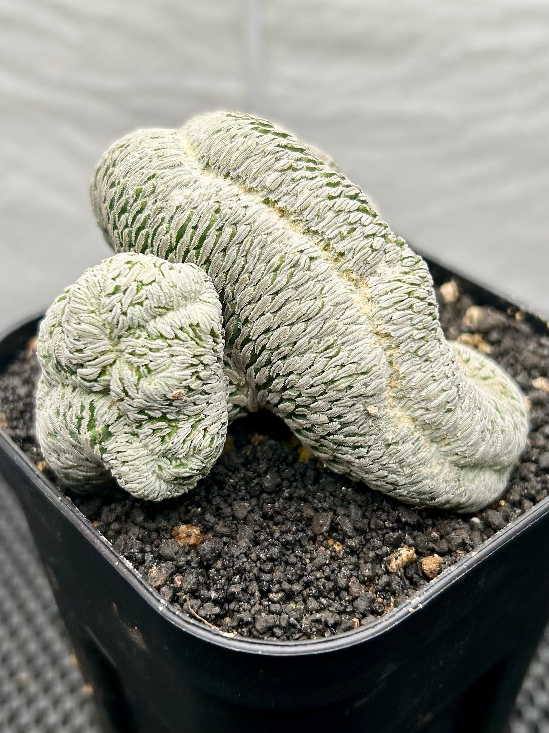 ペレキフォラ属 ☆ 精巧丸綴化 ☆ | PLANTIQUE