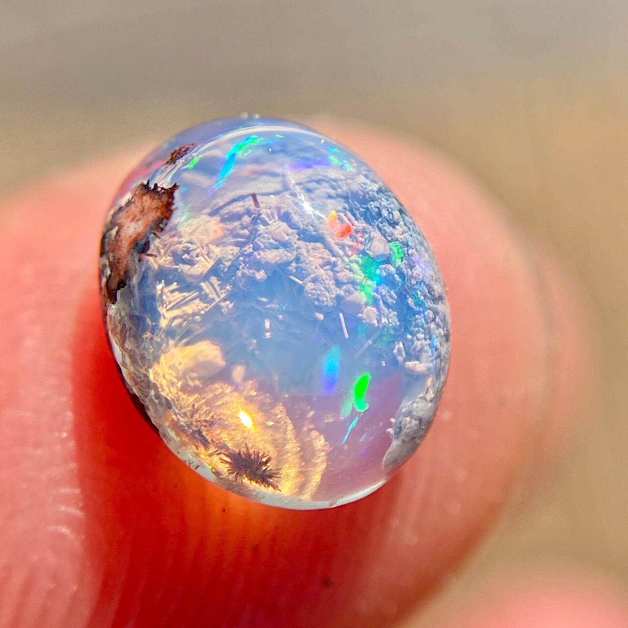 カンテラオパール2020 | Cats Polish Company