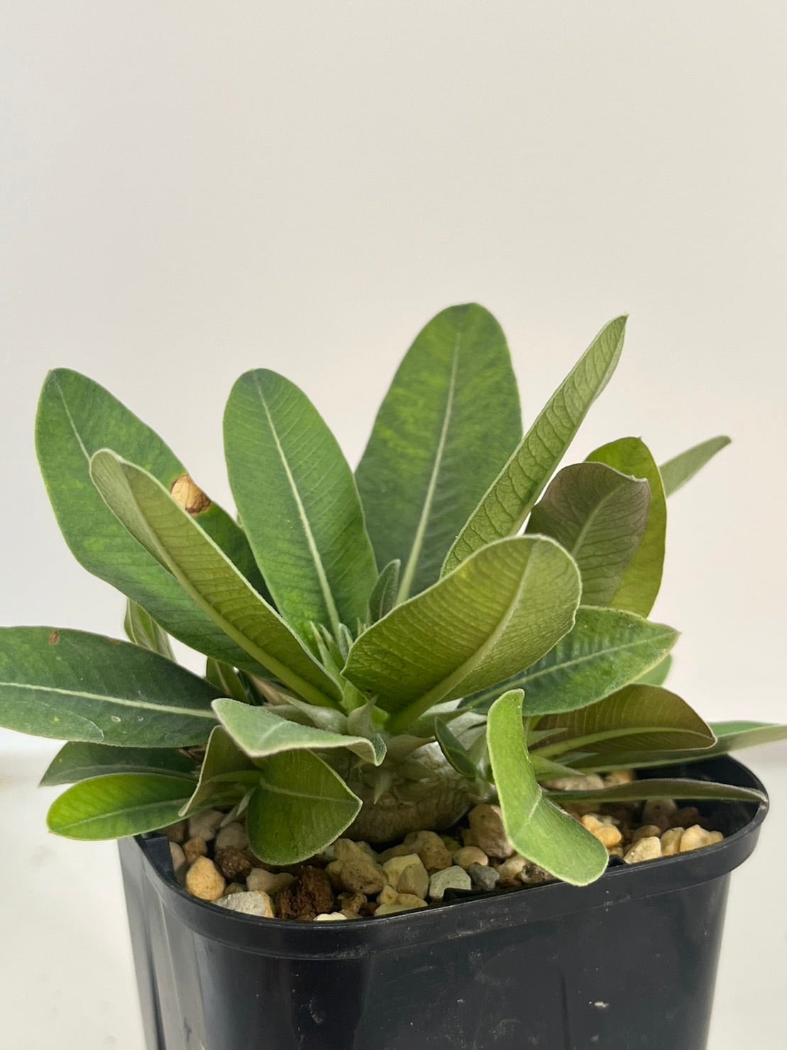 パキポディウムエブレネウム 現地株発根済み 