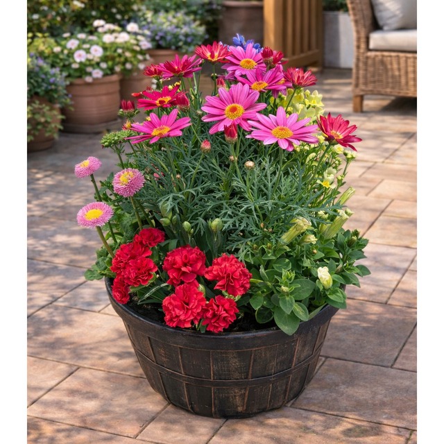 季節の寄せ植え アンティ−ク柄 軽量プラスチック鉢 内径24cm   （ブラック・4色展開）６〜7種類のお花で構成 鉢植え ラッピング不可 ギフトメッセージOK