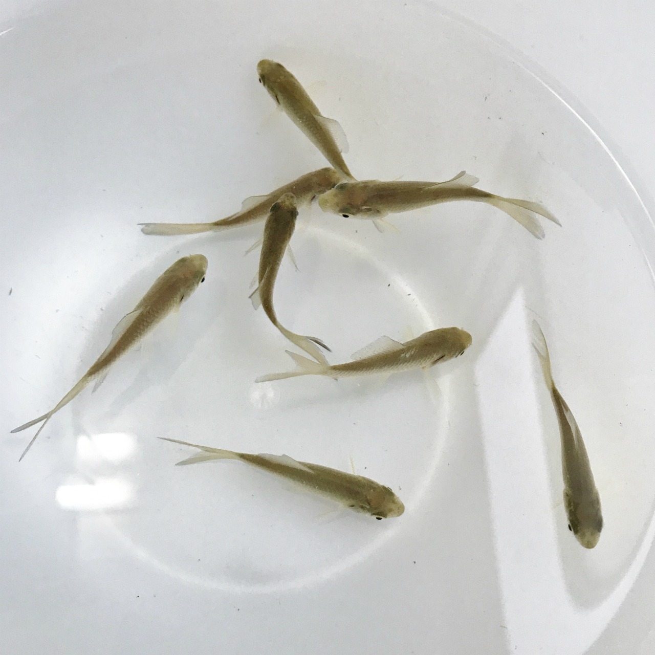 （淡水魚）魚取沼産系　鉄魚　（1匹）【生体】